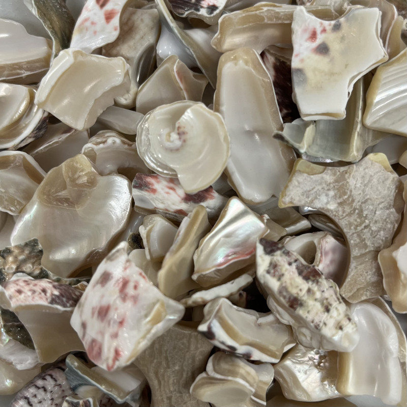 MORCEAUX DE COQUILLAGES NACRE (12-20 mm)